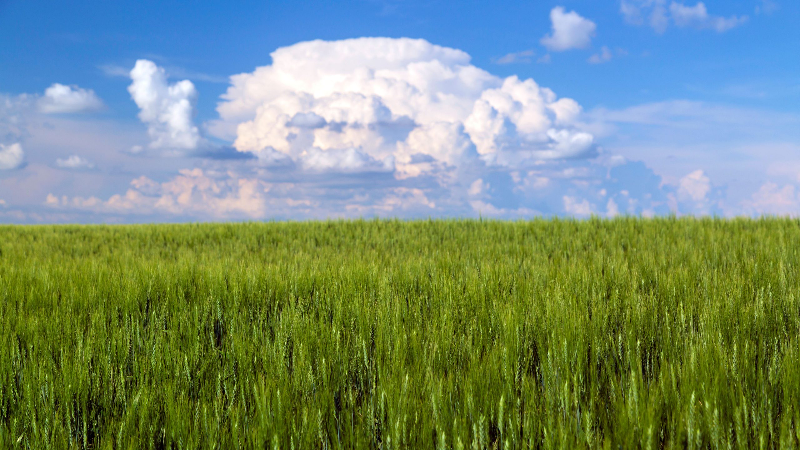 a field of green wheat under a blue sky