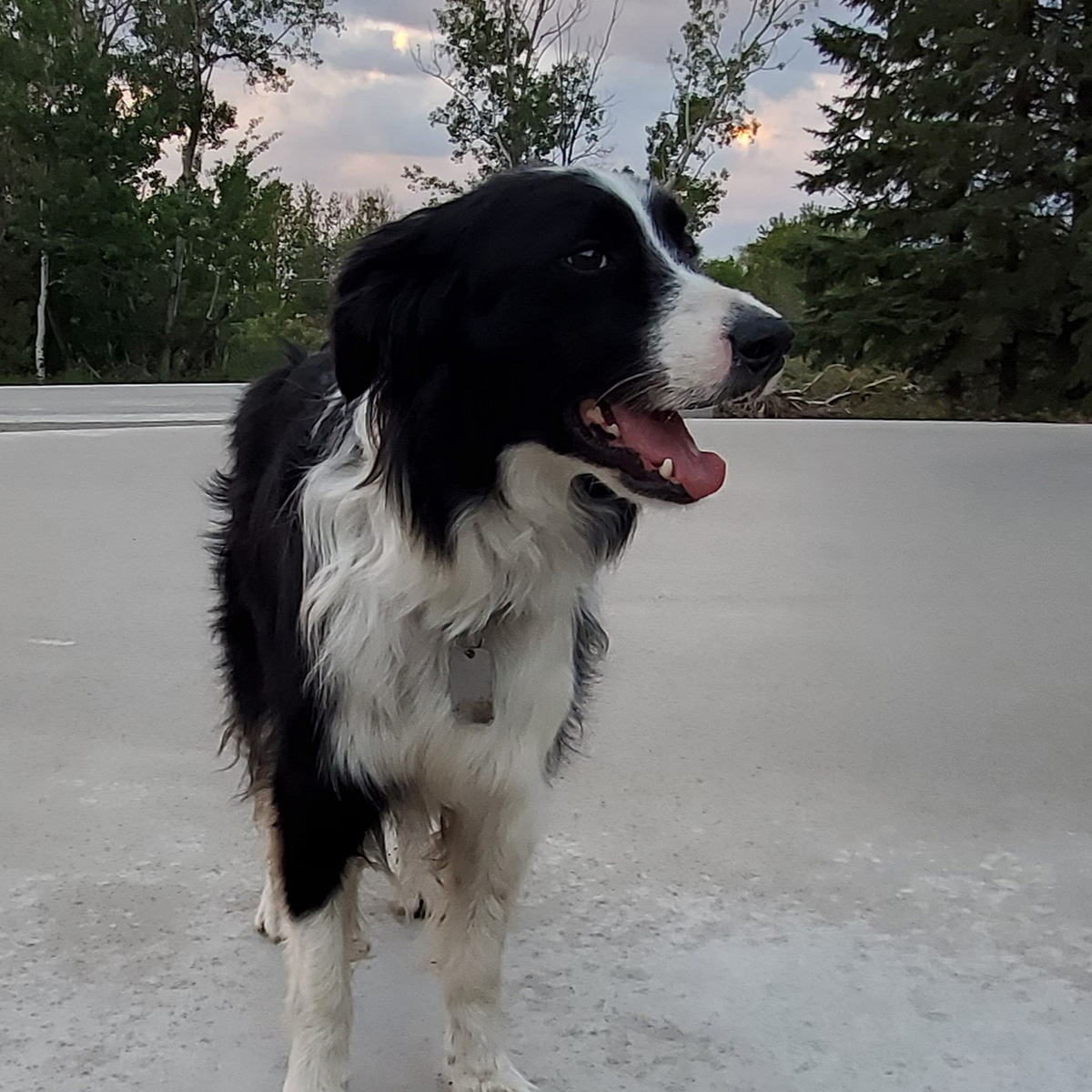 photo of Skip. Black and white dog